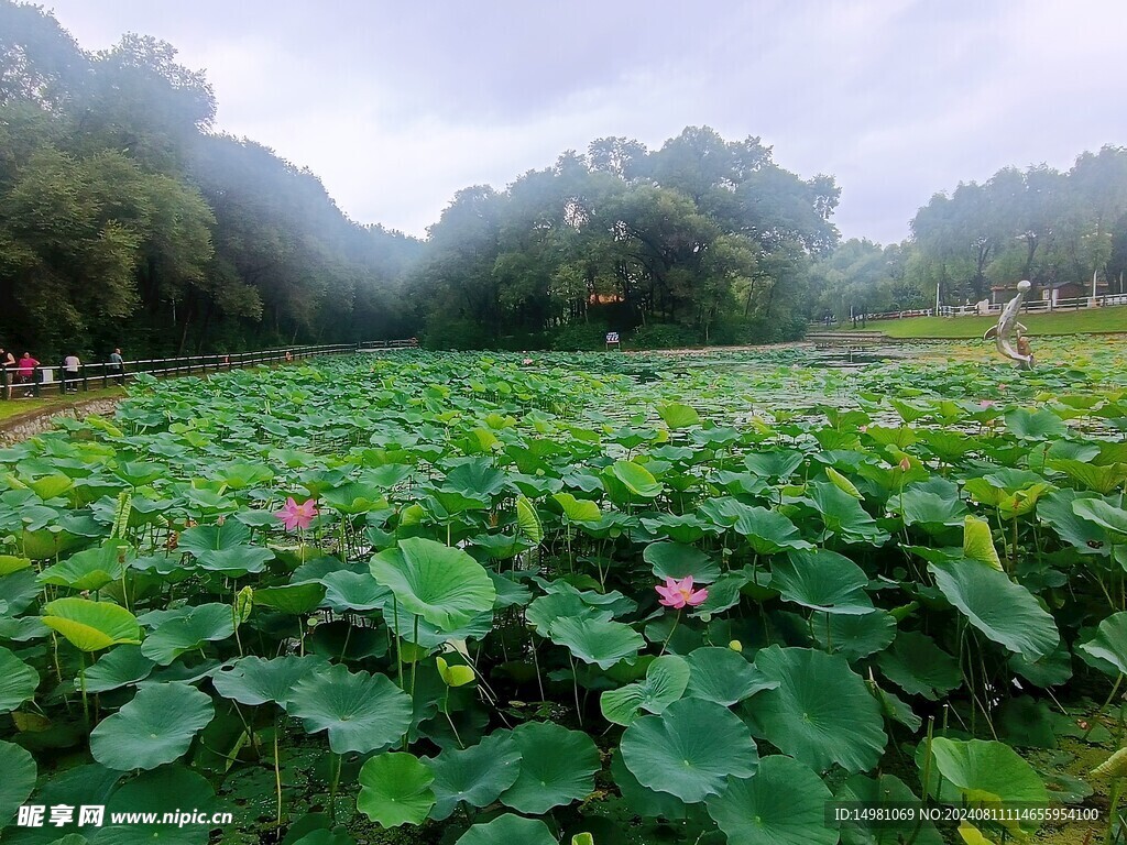 莲池