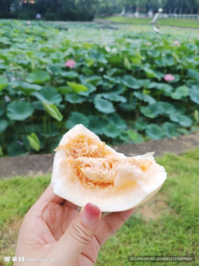 莲花