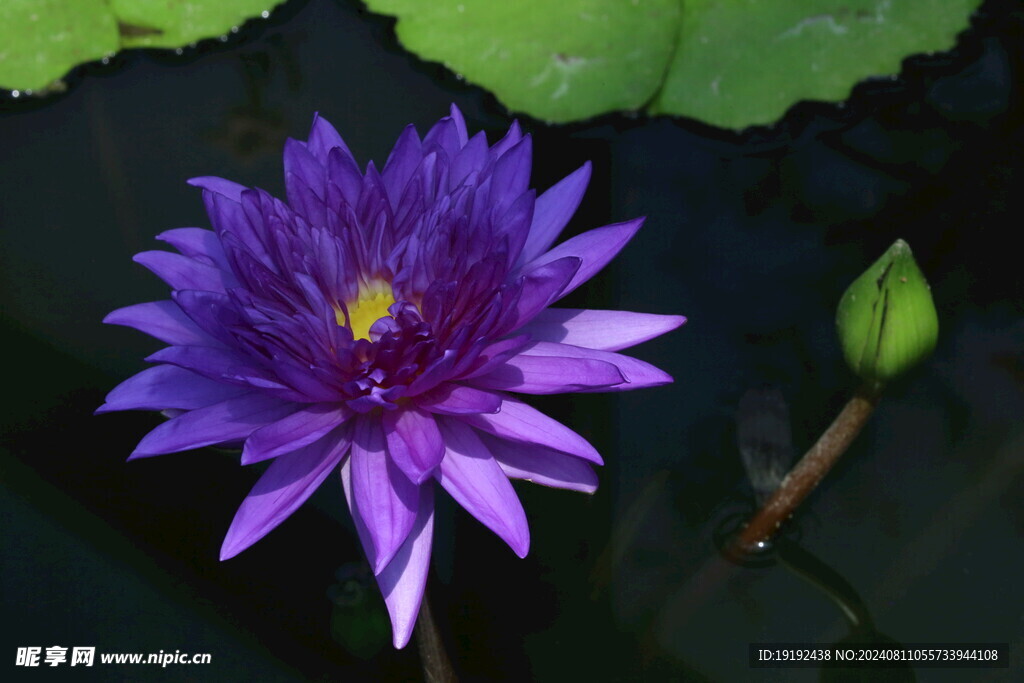 睡莲花