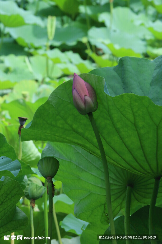 荷花荷叶 