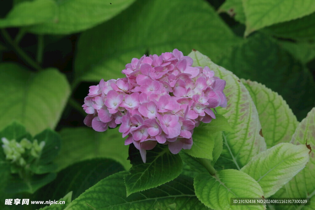 绣球花  