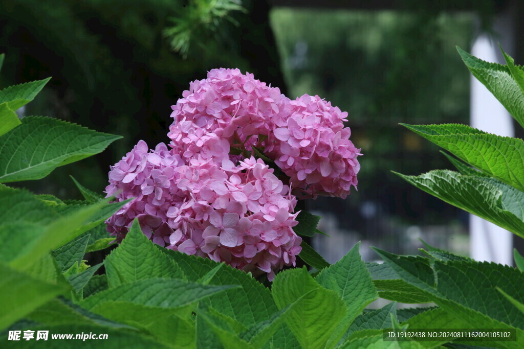 绣球花  