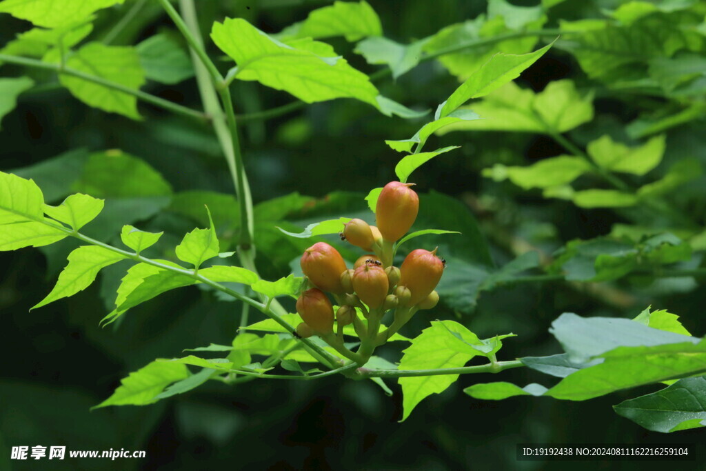 凌霄花