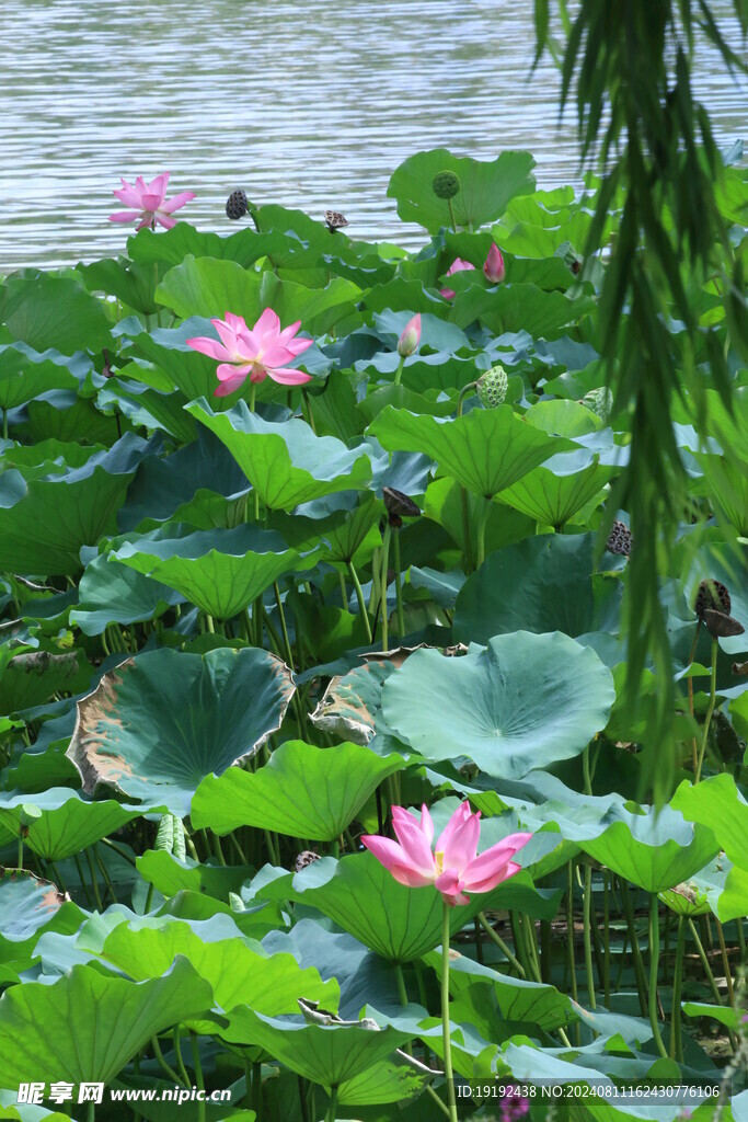 荷花荷叶 