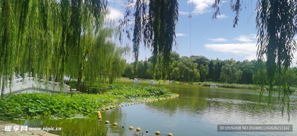 垂柳风景