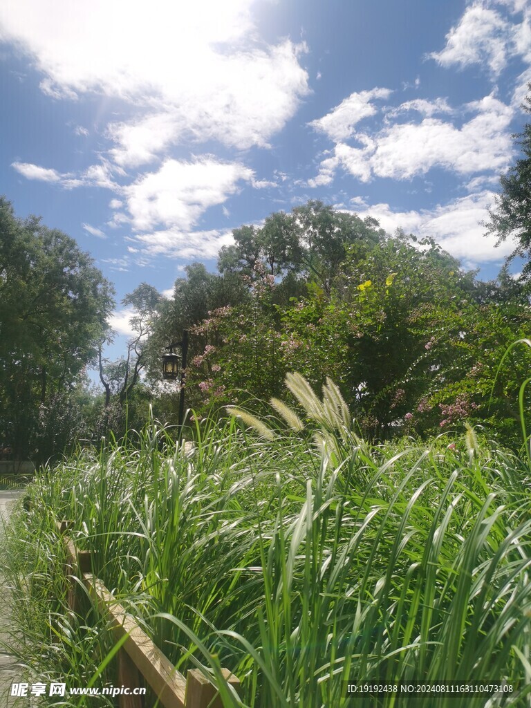 公园风景 