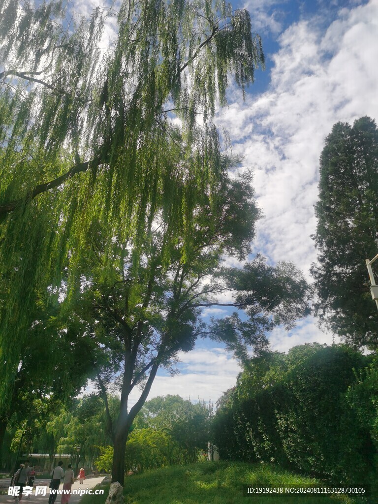 垂柳风景 