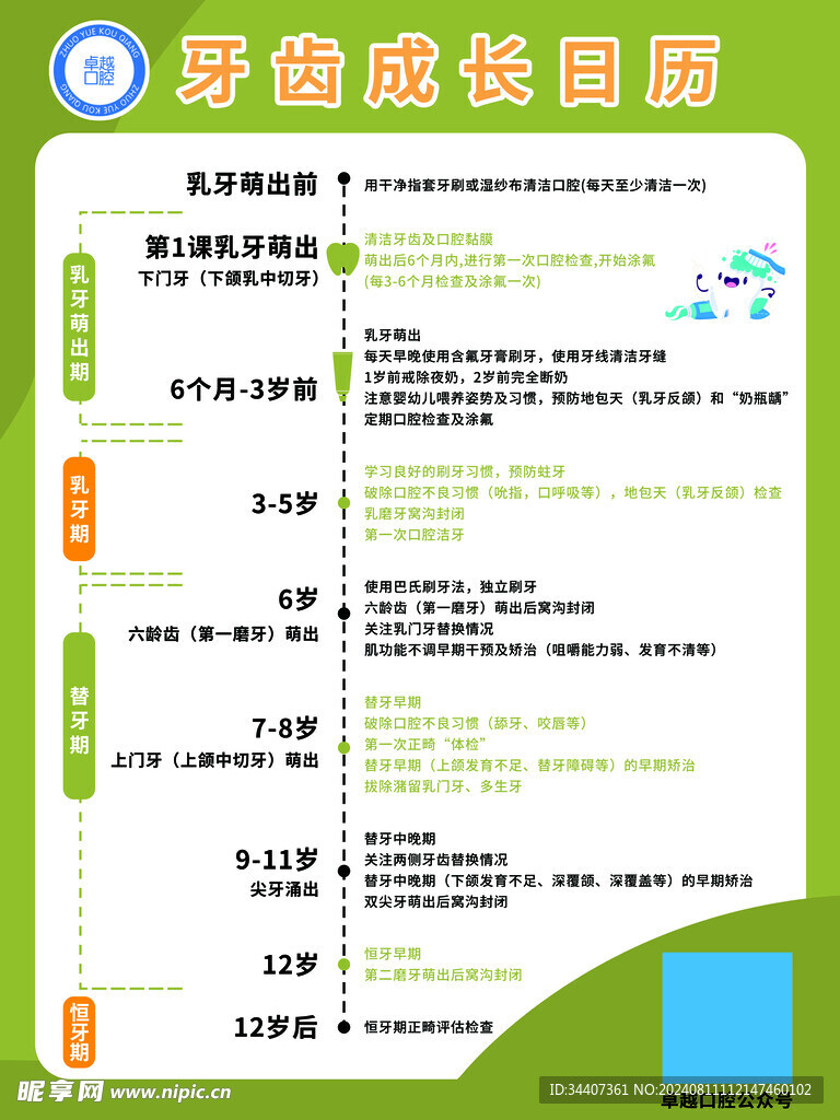 牙齿成长日历