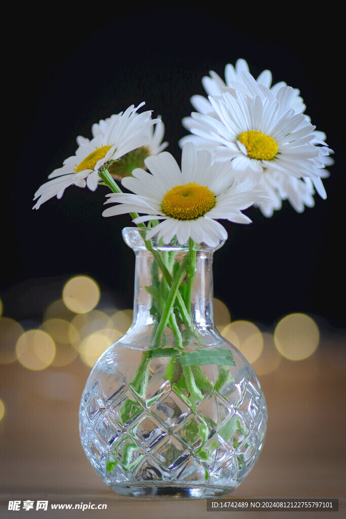 白色菊花静物插花