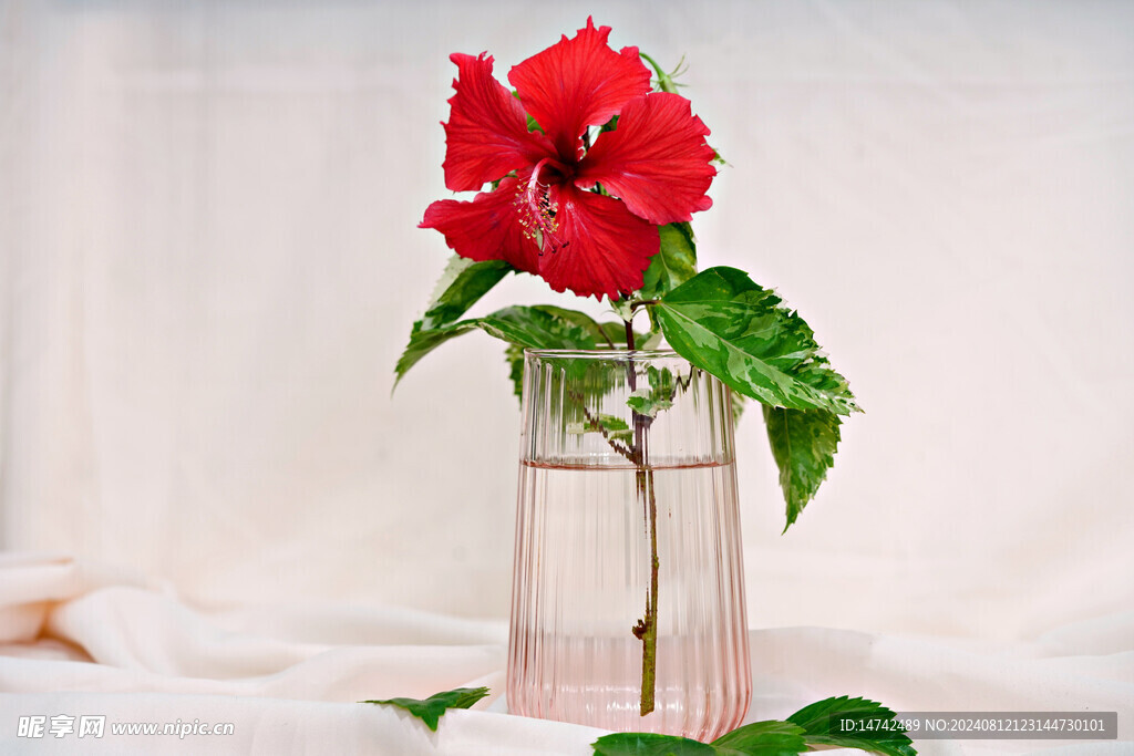 橙色新鲜红花静物插花