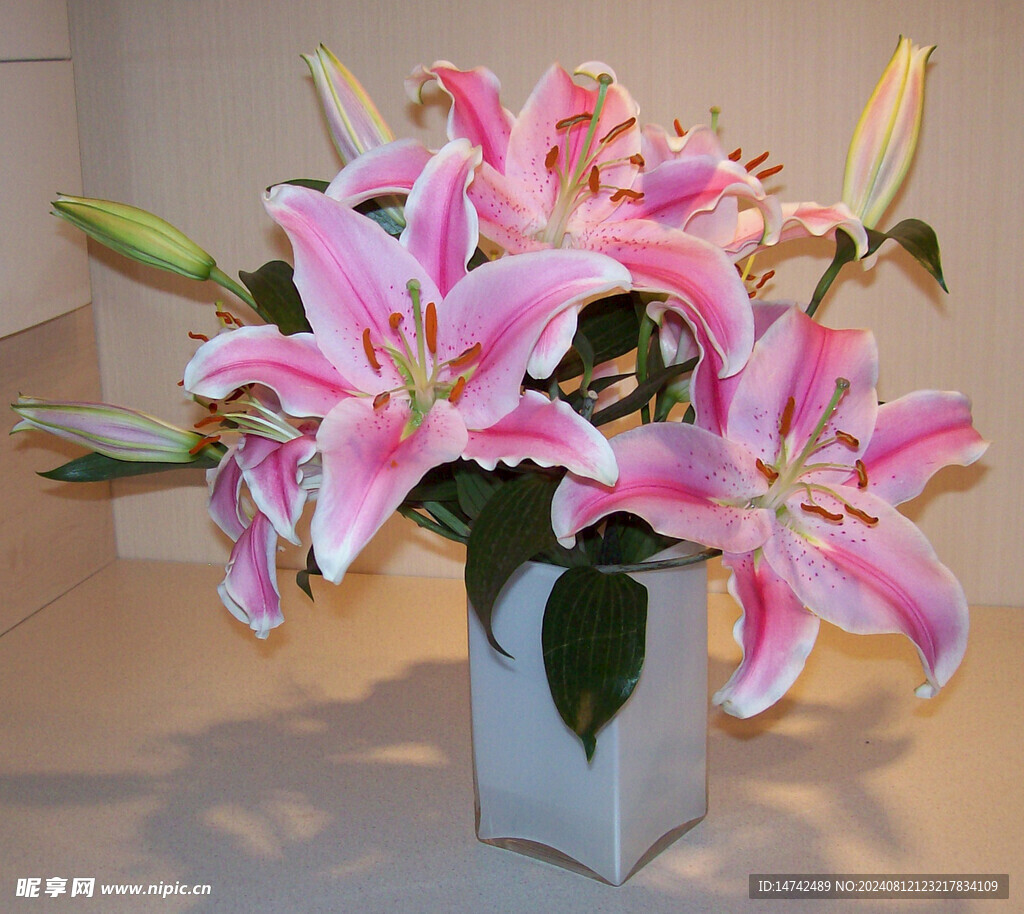 郁金香插花