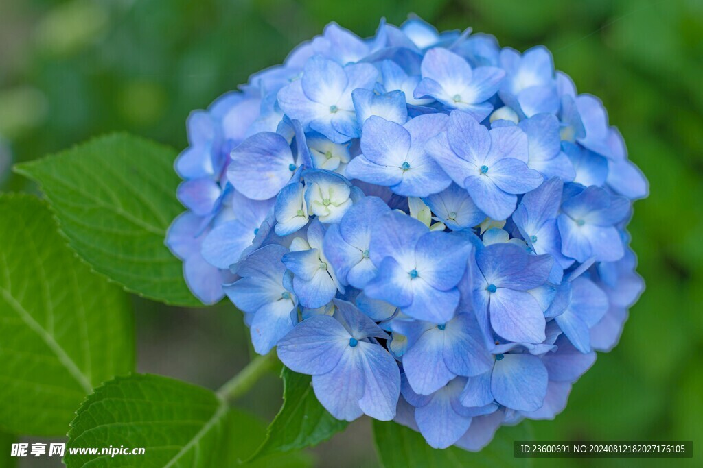 绣球花