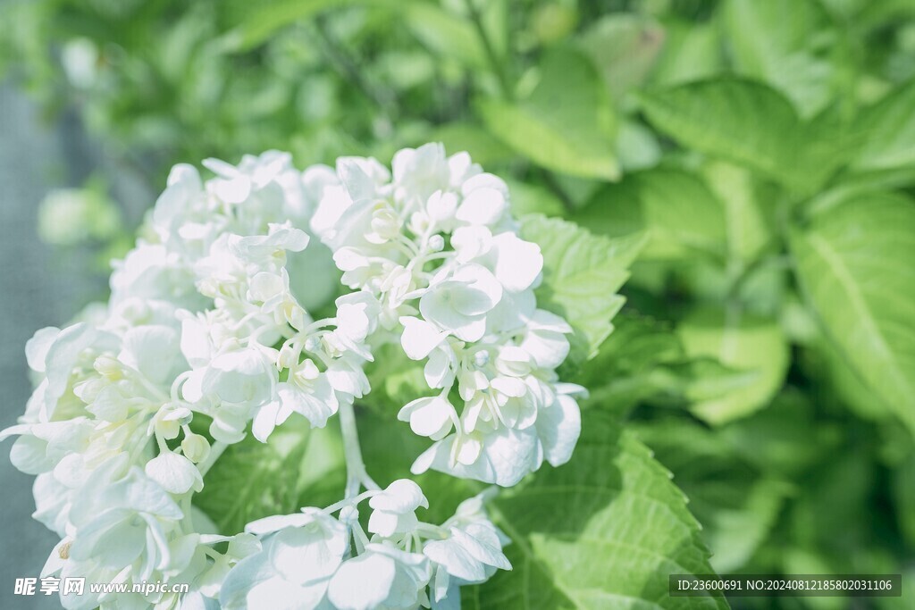 绣球花