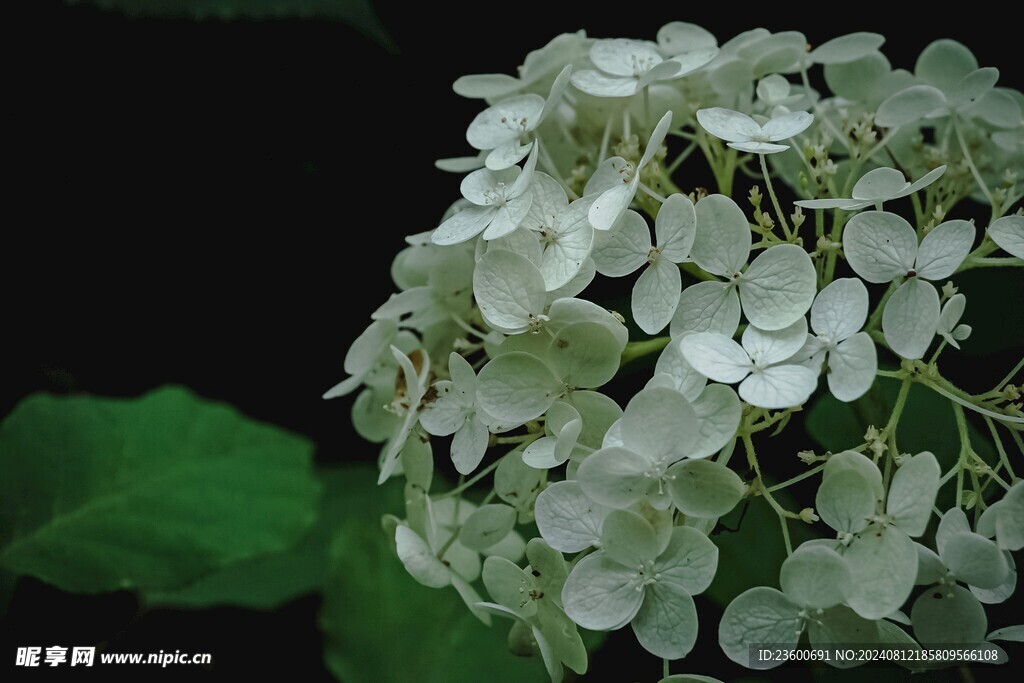 绣球花