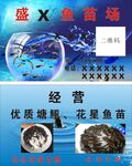 鱼苗名片