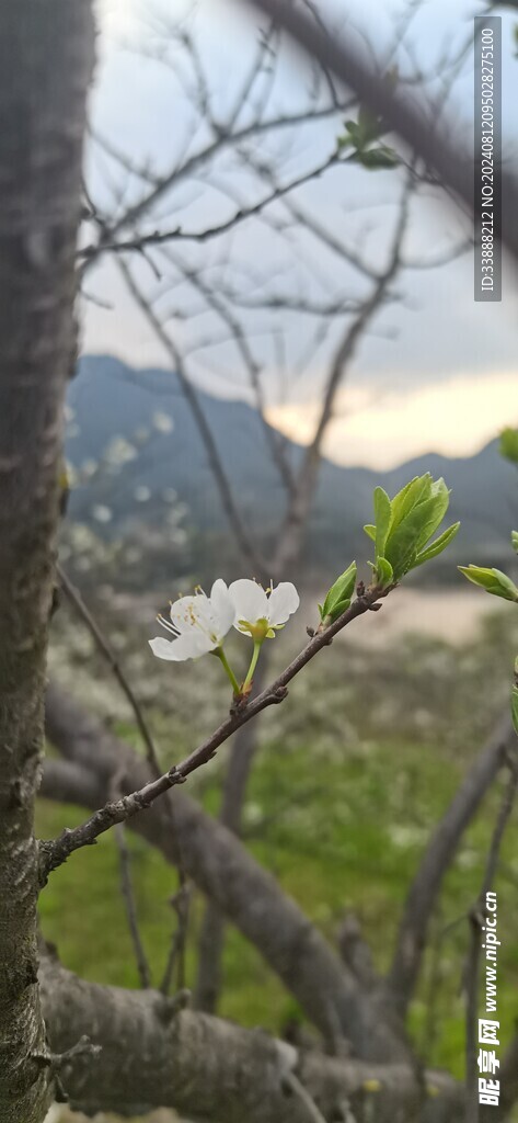 梨花