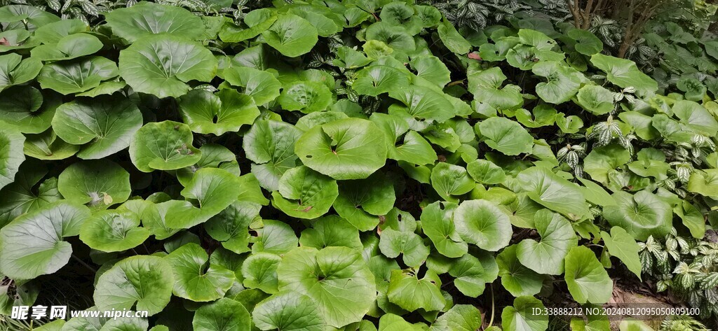 草