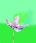 定位花