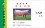 名片模板