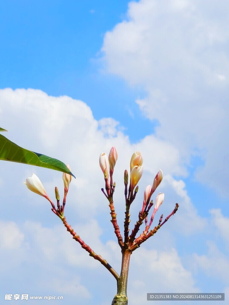 鸡蛋花