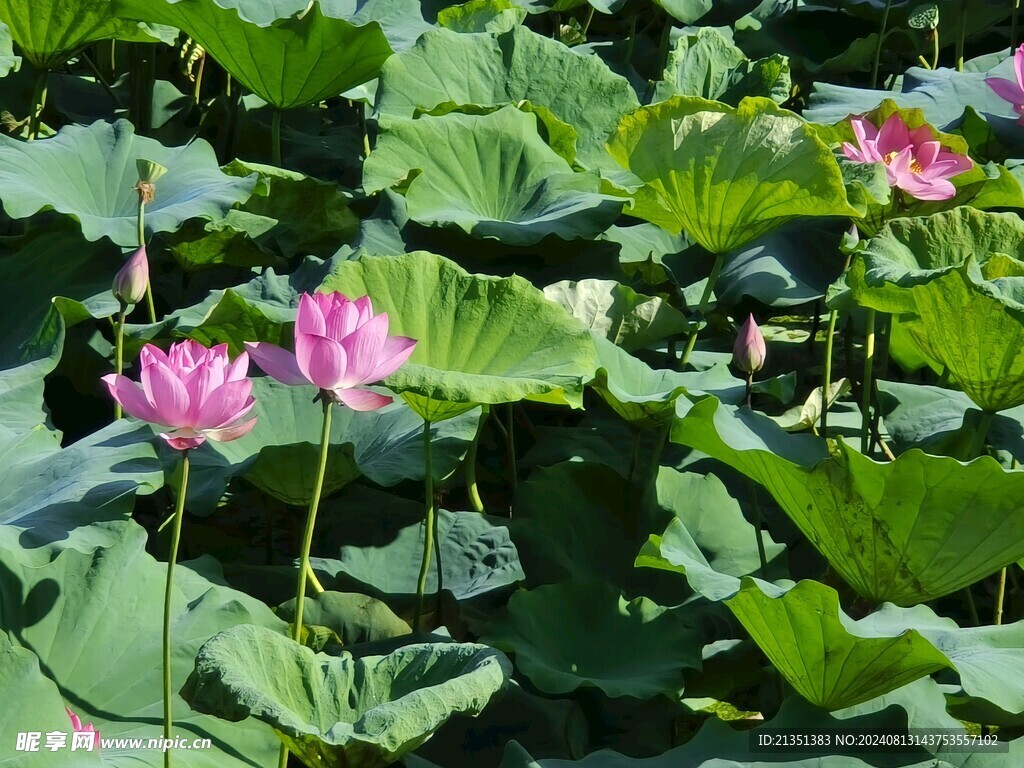 荷花池