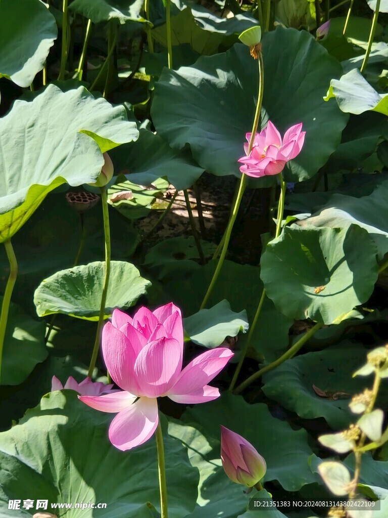 荷花