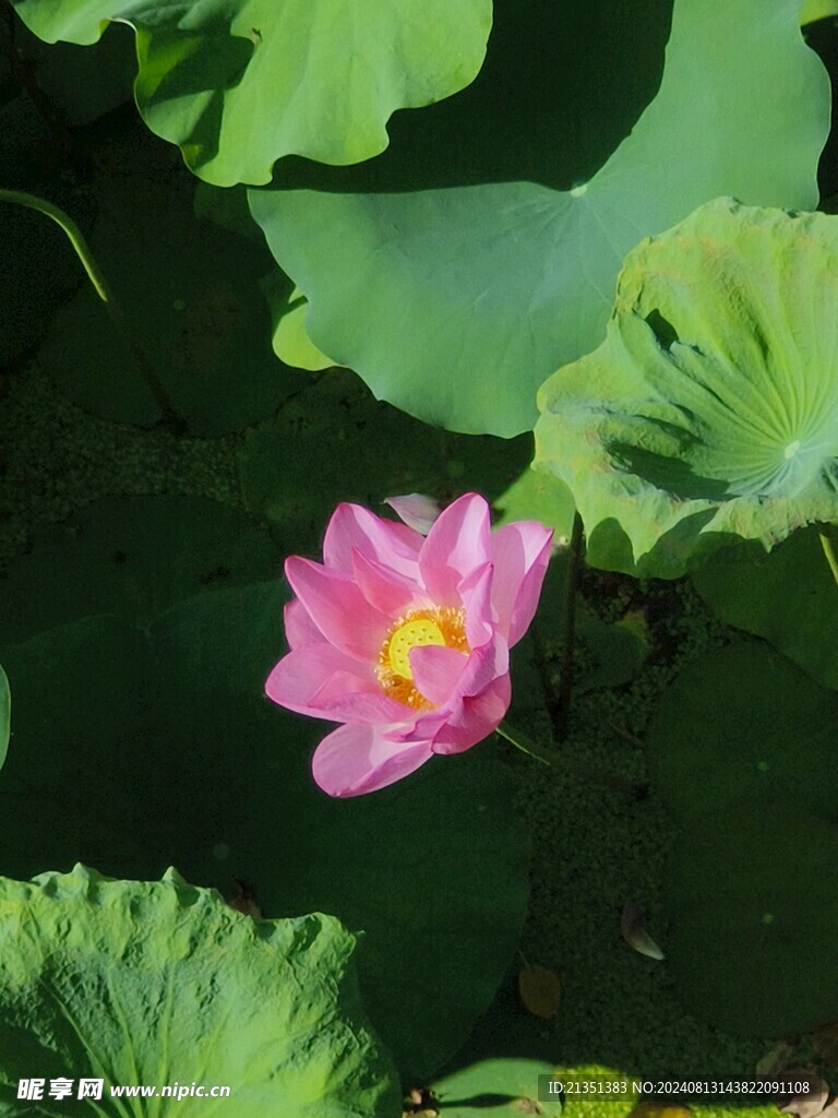 荷花
