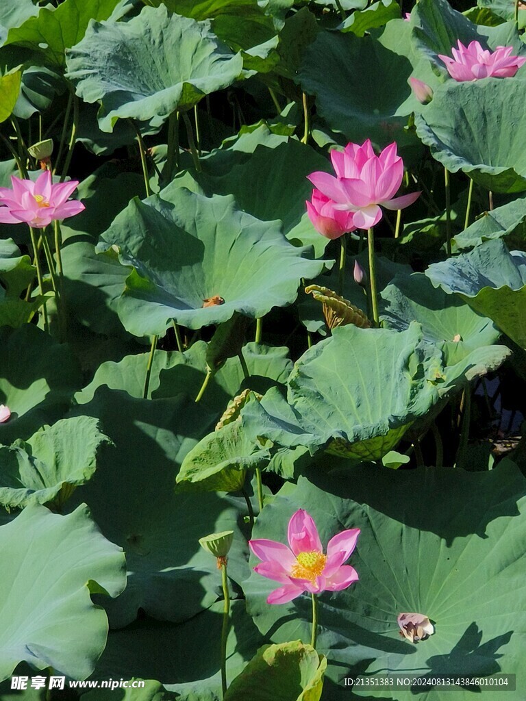 荷花