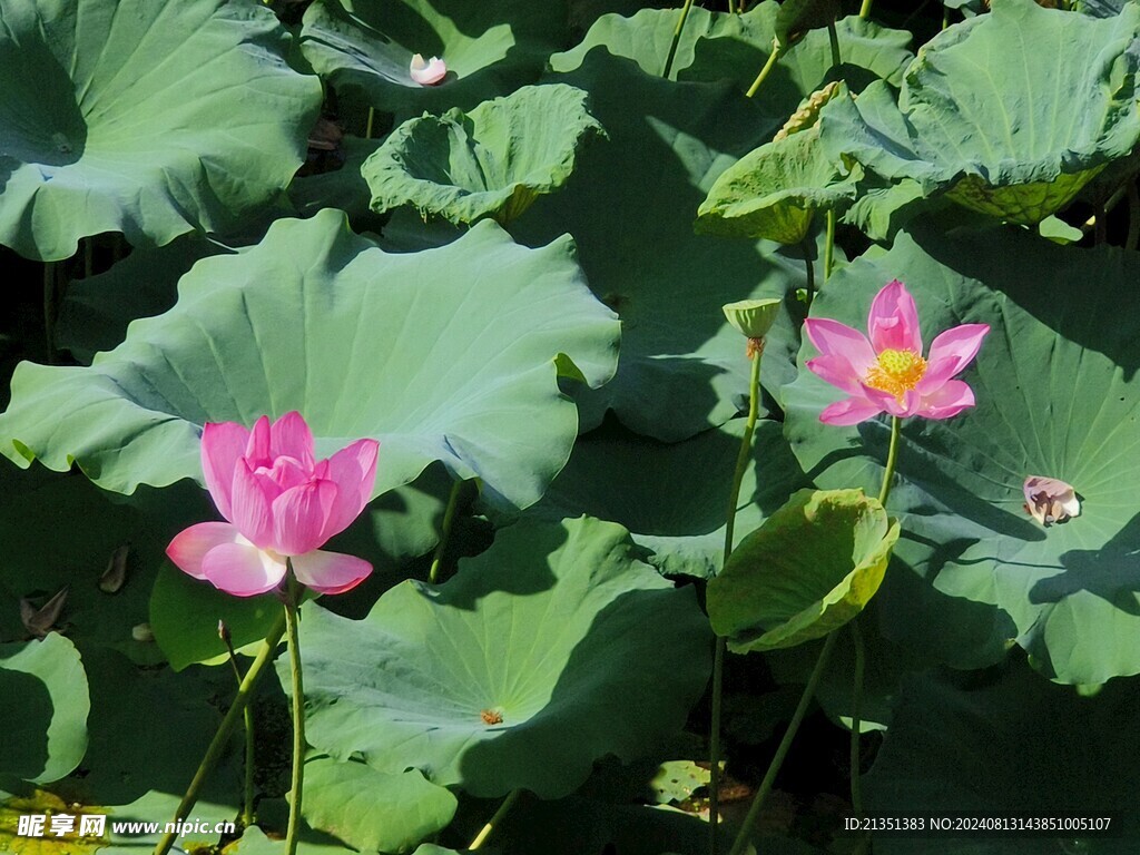 荷花