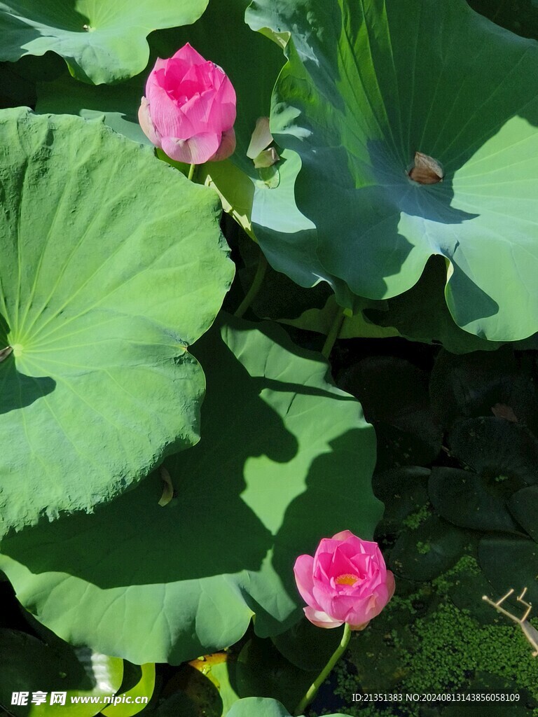 荷花