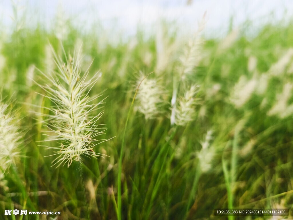 狗尾巴草