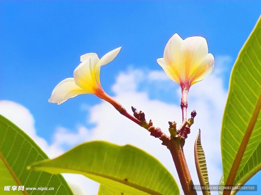 鸡蛋花