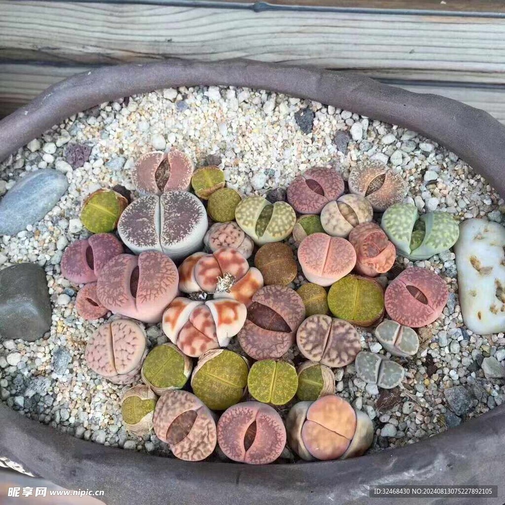 多肉植物