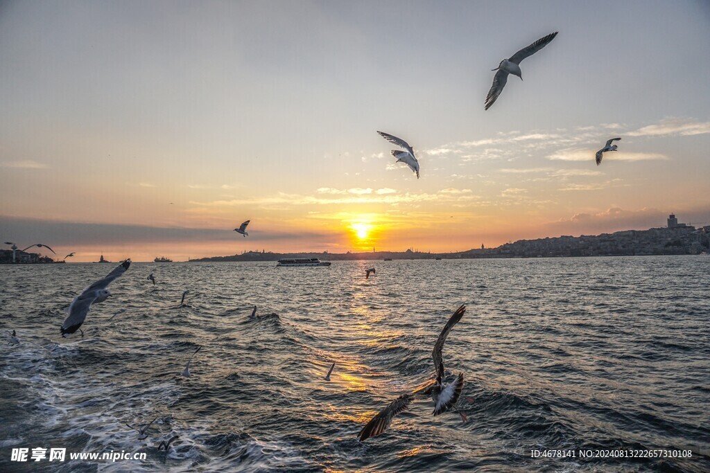 海鸥图片 