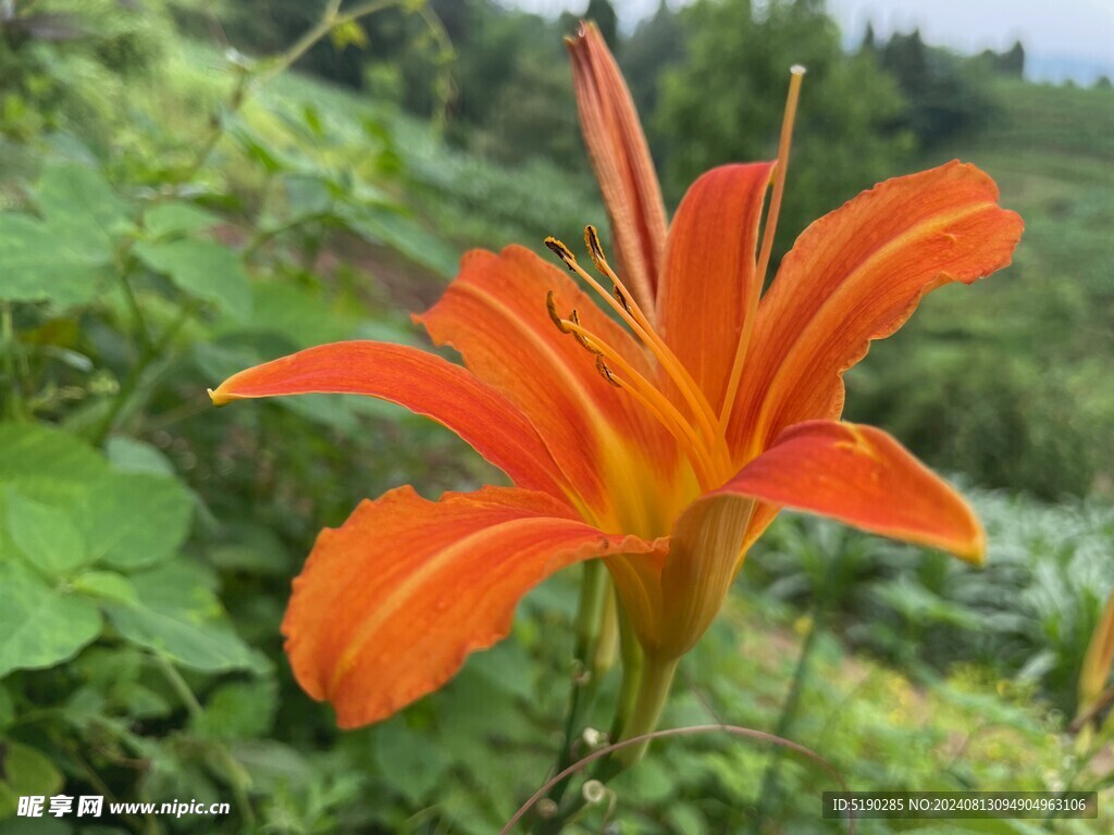 黄花菜