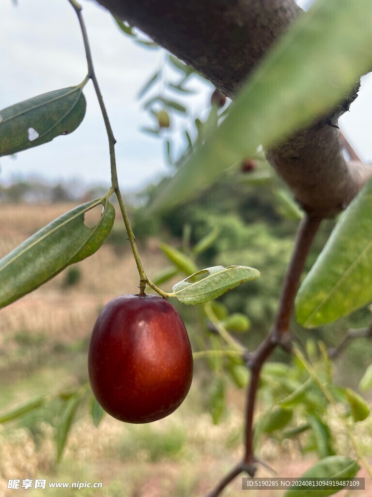 红枣