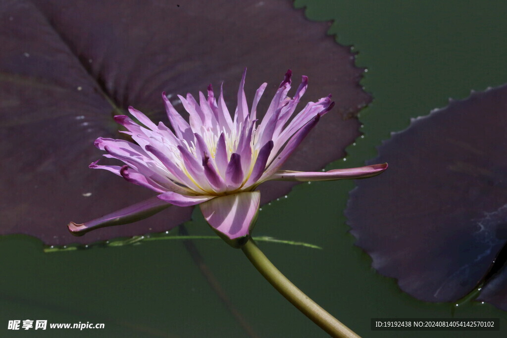 睡莲花