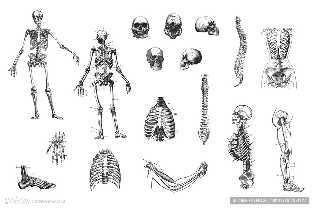 器官肌肉骨骼插画矢量 