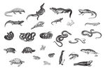 风格野生动物插画矢量 