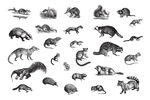 风格野生动物插画矢量 