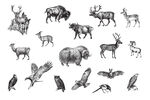 风格野生动物插画矢量 