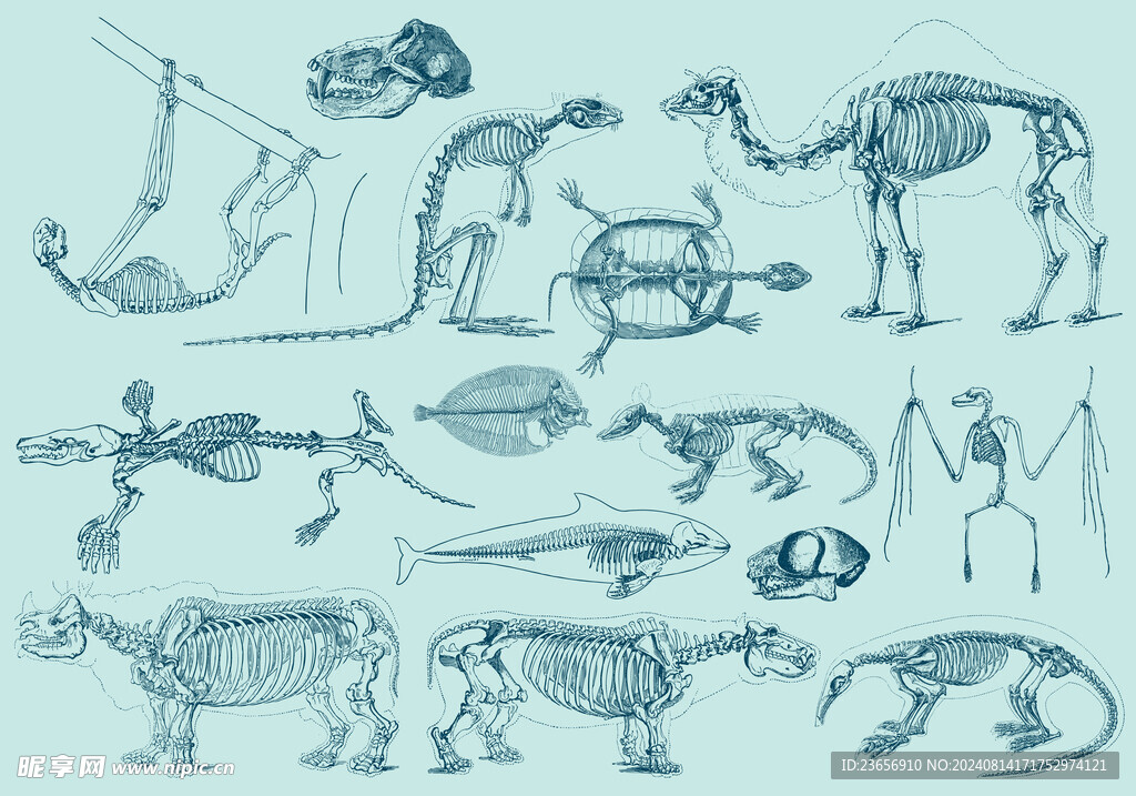 复古动物骨骼矢量素材 