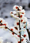 二十四节气 大雪