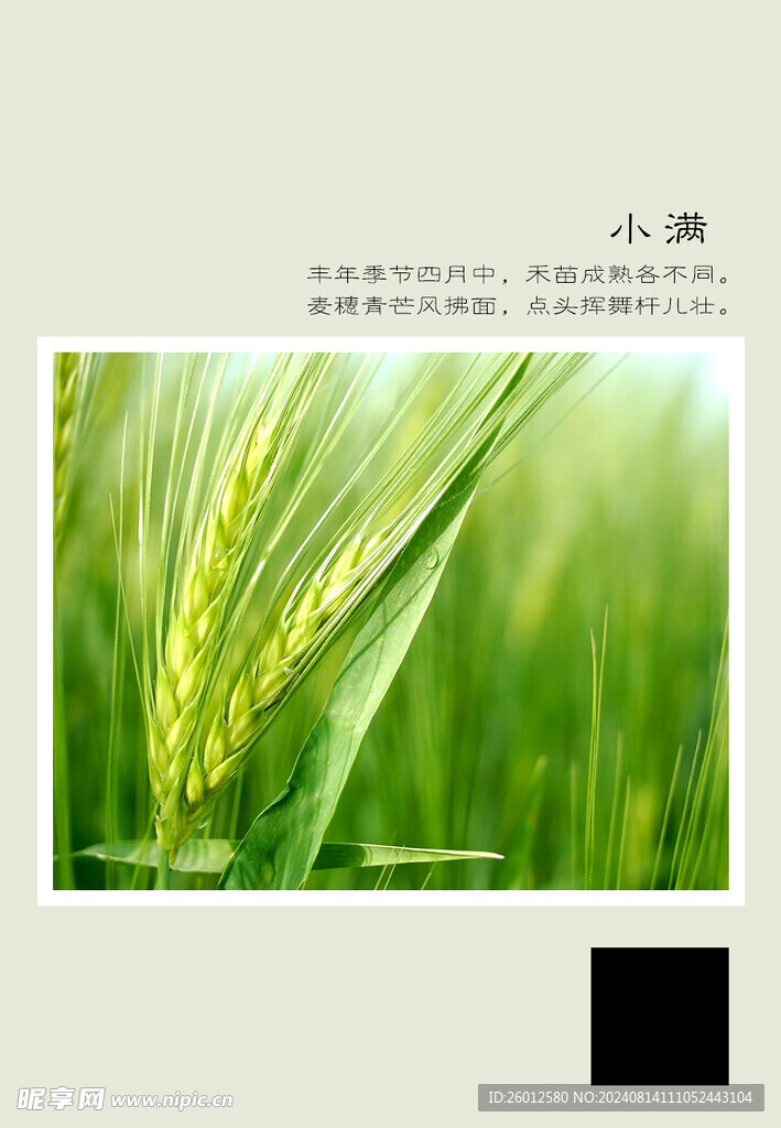 二十四节气 小满