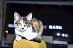 狸花猫