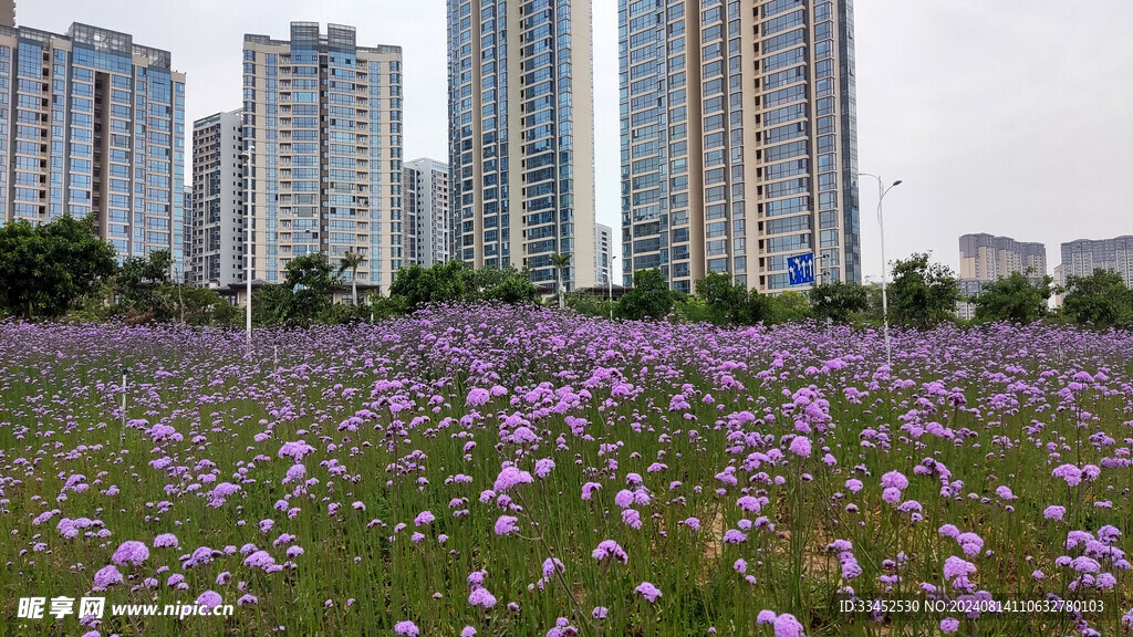 海边高层住宅下的公园花海