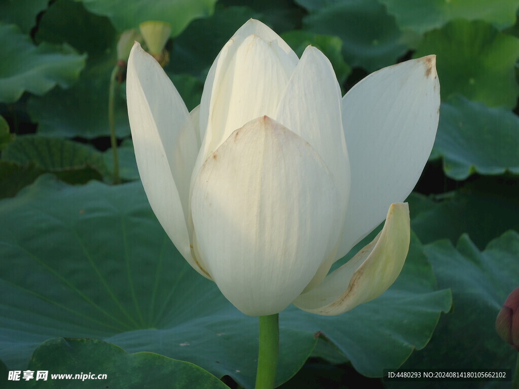 白荷花 白莲花