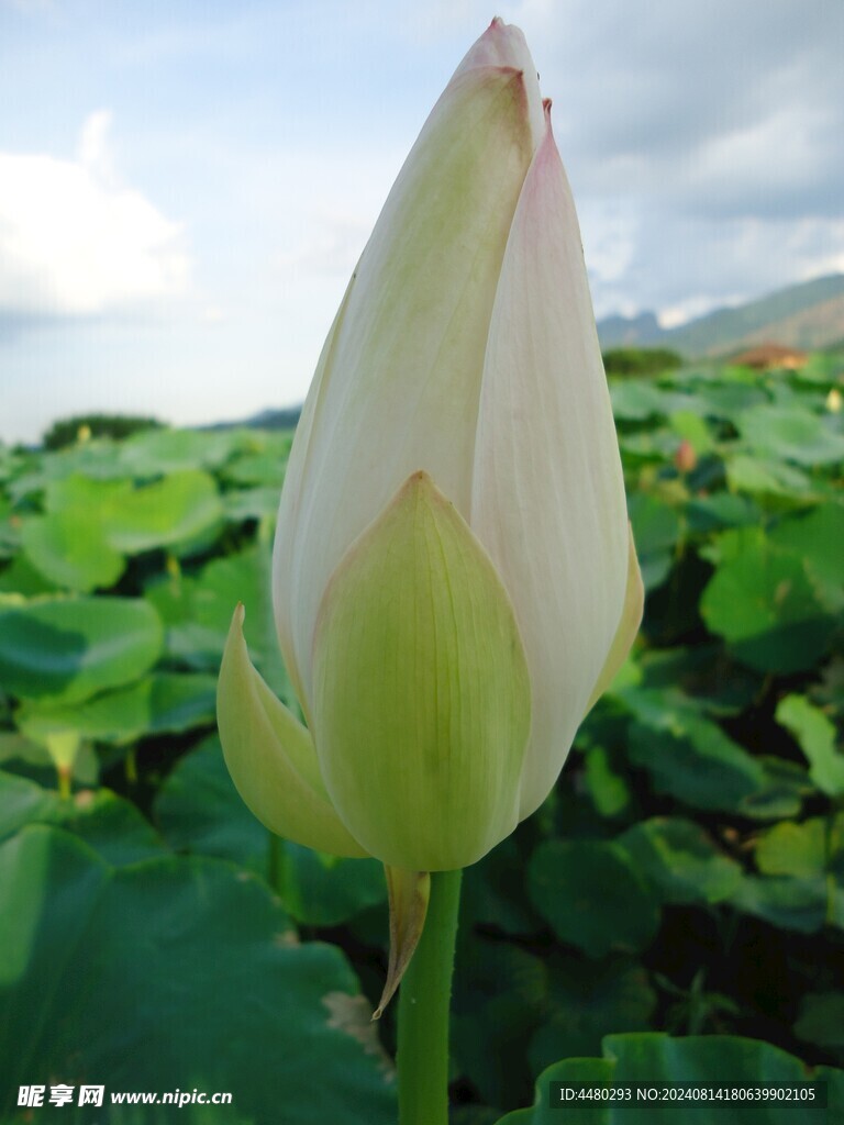 白荷花包 白莲花包