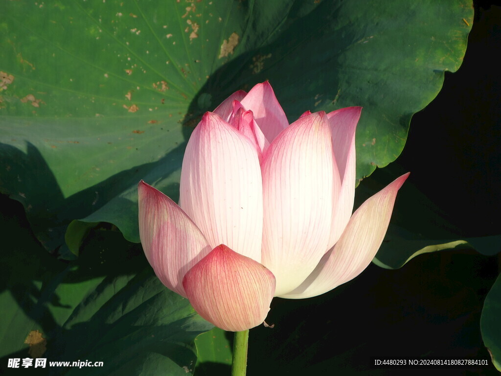 荷花 莲花