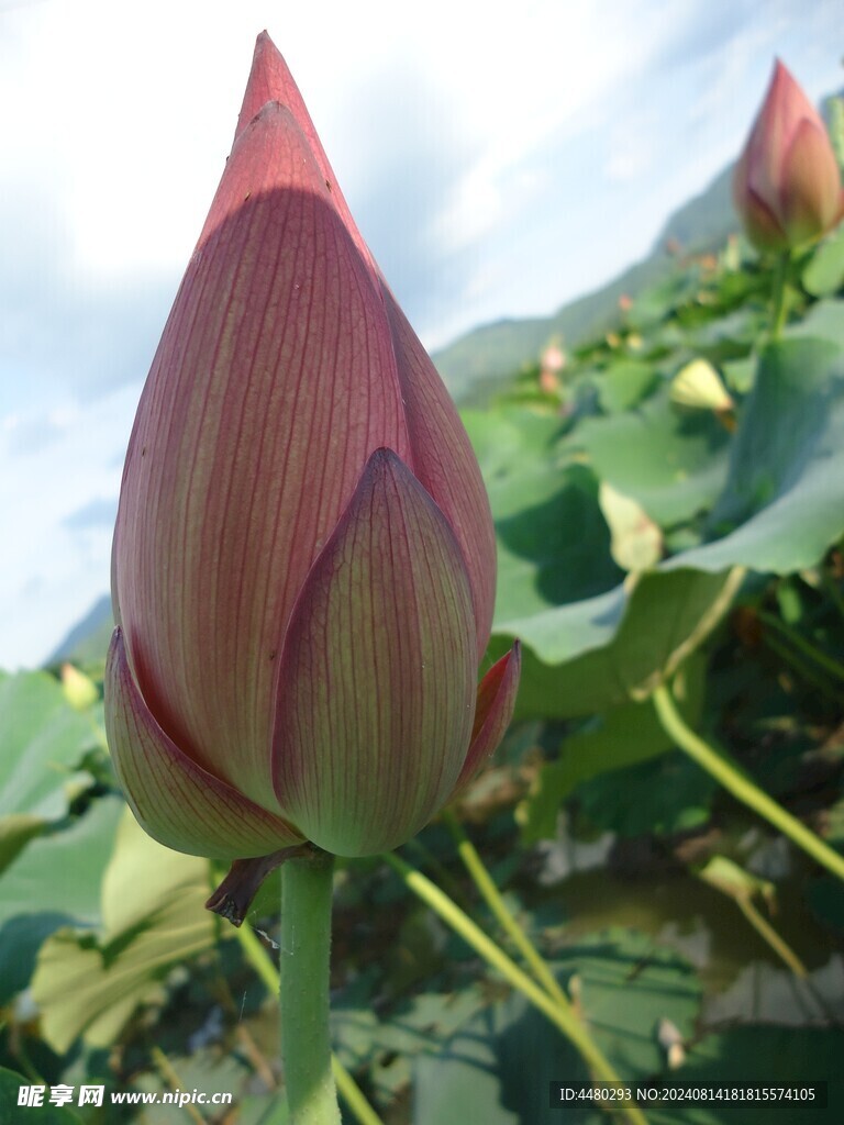 红荷花包 红莲花包